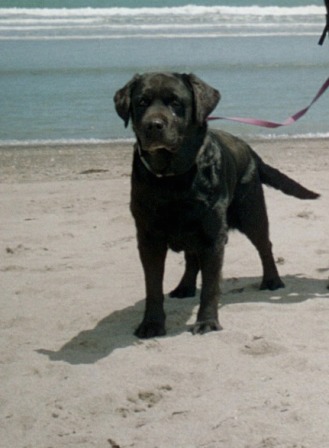 CH Belgairn River of Dreams, nine years!