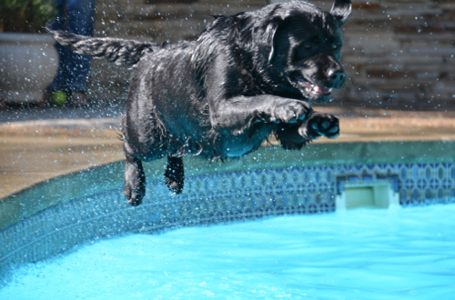 Charley loves to swim!