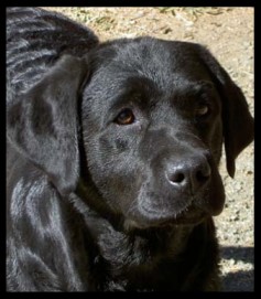 CH Belgairn River of Dreams