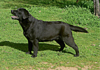 Belgairn Dream Baby ~ 9 months