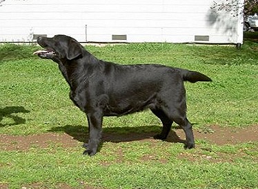 Shadowbrook To The Belgairn Beat ~ 11 months