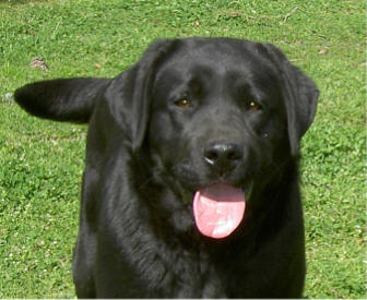 Shadowbrook To The Belgairn Beat ~ 11 months