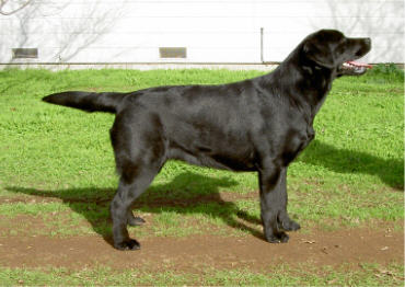 Shadowbrook To The Belgairn Beat ~ 8 months