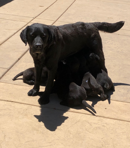Betty with her Punch babies