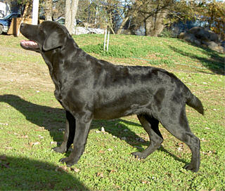 Blackthorn Belgairn Bobbiblack ~ 7 months