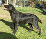 Blackthorn Belgairn Bobbiblack