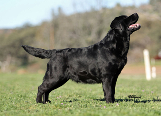 Charley in San Diego