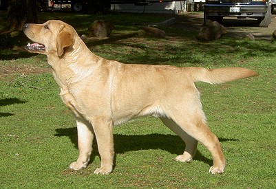 Belgairn Just Can't Resist