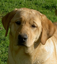 Belgairn Just Can't Resist