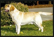 American Champion Shadowbrook's Just Ducky (Drake)