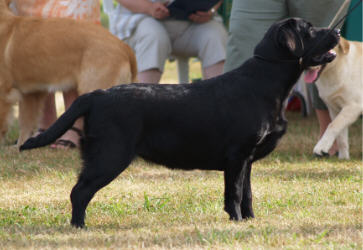 Sunnydaze Belgairn Temptation ~ 7 months