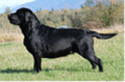 Canadian Champion Sunnydaze Belgairn Temptation (Gianna)