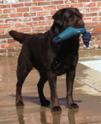 Belgairn The Great Gatsby