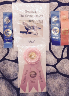 Jay with Jacob and Donner at the Cow Palace benched show!