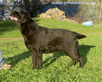 Belgairn Shadowbrook Dream Time ~ 17 months