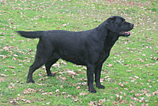 Belgairn Shadowbrook Dream Time ~ 4 years