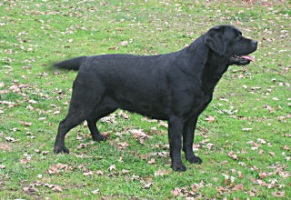 Belgairn Shadowbrook Dream Time ~ 4 years