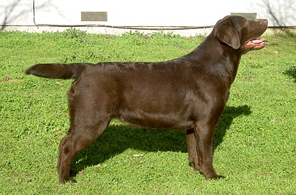 Am/Int'l CH Belgairn Layney Jingle Bells