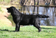 BISS GCH Pipestone Special K