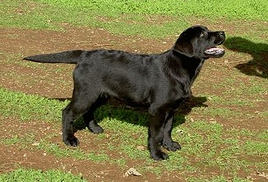 Belgairn Impressive Dreams ~ 3 months