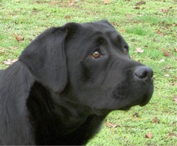 Belgairn Impressive Dreams ~ 13 months