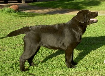 Belgairn Impressive Dreams ~ 4 months