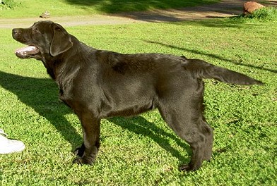 Belgairn Impressive Dreams ~ 4 months