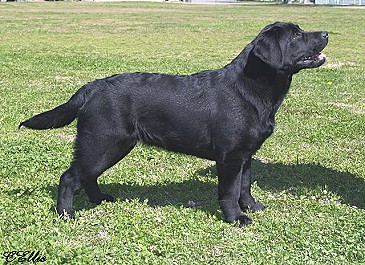 Belgairn Impressive Dreams ~ 5 months