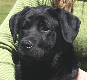 Belgairn Impressive Dreams ~ 5 months