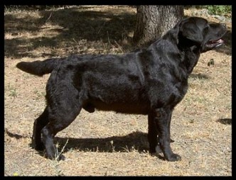 CH Belgairn Polo, JH