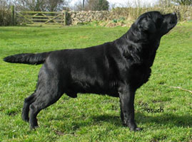 8 year old Marco in Wales