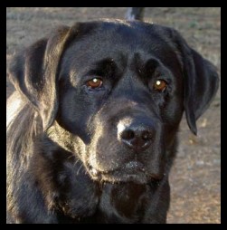 CH Belgairn Polo, JH