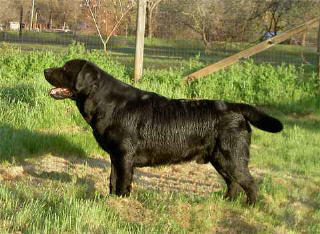 Belgairn Hyspire McDreamy ~ 17 months