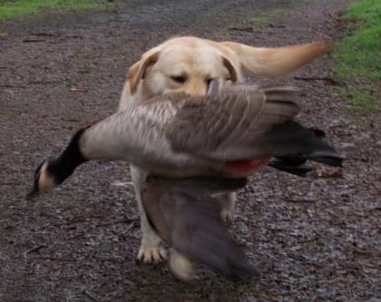Naruto with one of his geese from a morning hunt