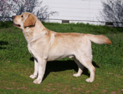 CH Belgairn Hart Ranch Naruto RN, CGC