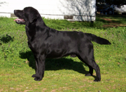 Can CH Oceanspray Belgairn Chinook