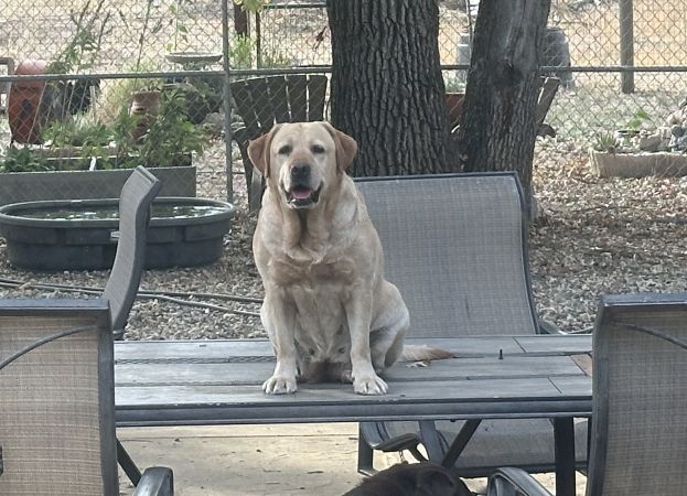 Penny