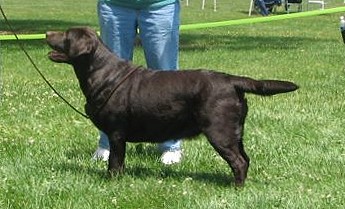 Belgairn Along Came Polly ~ 2 years