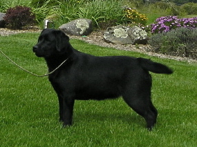 Quinn, 1 year months