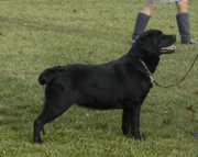 Belgairn's Mighty Quinn at Summit View Ranch, CGC