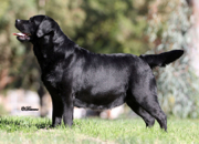 BISS BRONZE GR CH Belgairn's Mighty Quinn at Summit View Ranch, CGC