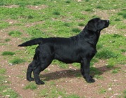 GR CH Belgairn Looking For Trouble