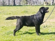 Pipestone Belgairn Samwise