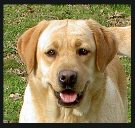 Belgairn Snowy Delite ~ Snowbe