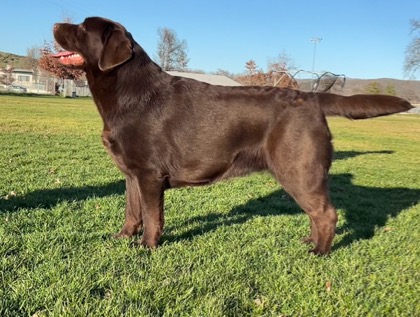 Belgairn Apprently So