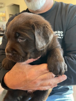 Belgairn Apparently So