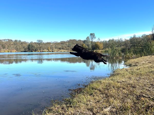 Belgairn Apprently So