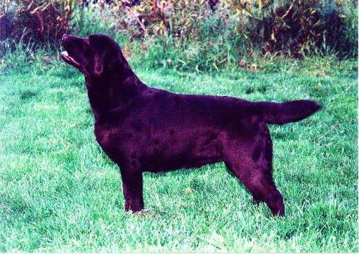 CH Gingerbred Cutter's Delite, JH