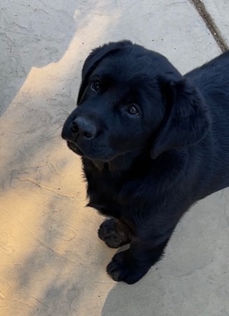 Belgairn Tonks ~ 8 months