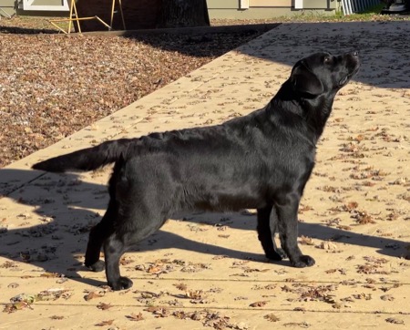 Belgairn Tonks ~ 8 months